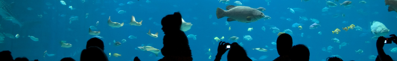 This is a generic image, it is NOT an image of Bella Vida Gifts go-florida.com Travel Info