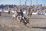 Homestead Rodeo
